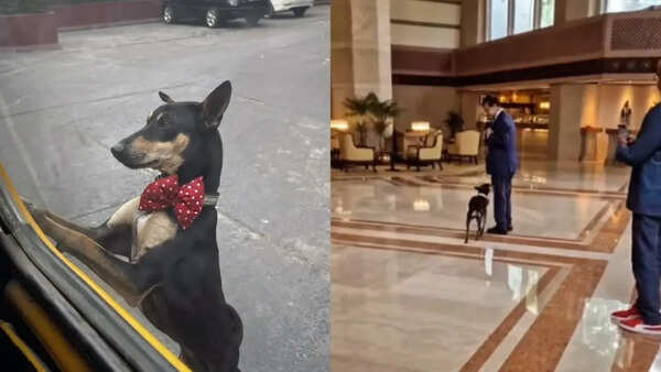 Meet Thumki, the four-legged resident who rules Kolkata’s Taj Bengal hotel