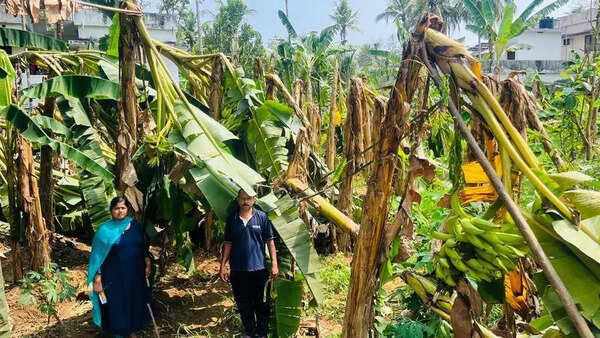 Farms flattened as winds lash Ernakulam, crop loss at 1.38cr
