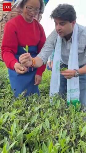 Scindia Tries Tea Plucking At Sikkim&rsquo;s Temi Tea Garden