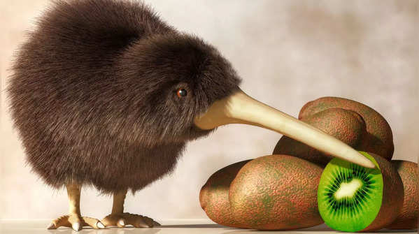 Kiwi Birds