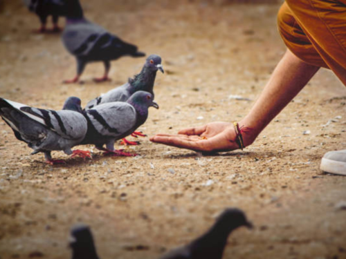 Why should pigeons worry you? Health hazards associated with pigeon  droppings