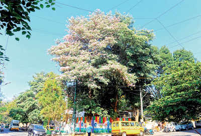 Ugly truth of global warming: Premature blooms in Bengaluru