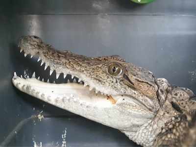 Crocodile rescued from water purification plant in Bhandup