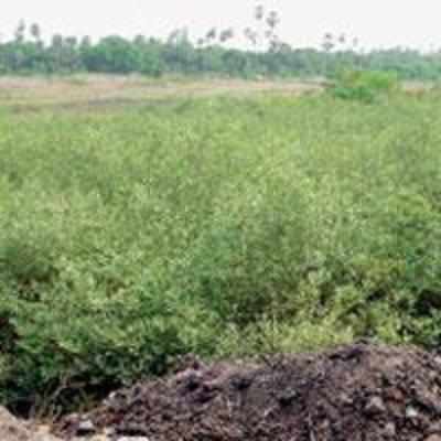 New mangrove park for the suburbs