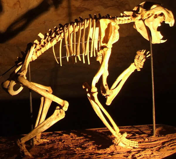 In 2002, cavers found a hidden skeleton that revealed an ancient Australian predator