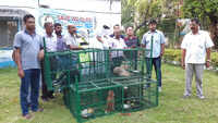 West Bengal: Lion cub, Langur seized from car at Belghoria Expressway, three arrested 