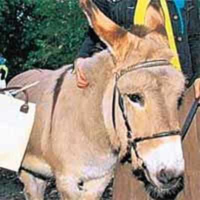 Villagers want their donkey helpers back