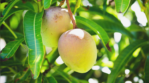 10 most expensive varieties of mangoes from across the world