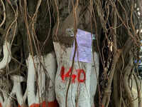 Axe looms over more than 500 trees on University-Ganeshkhind Road