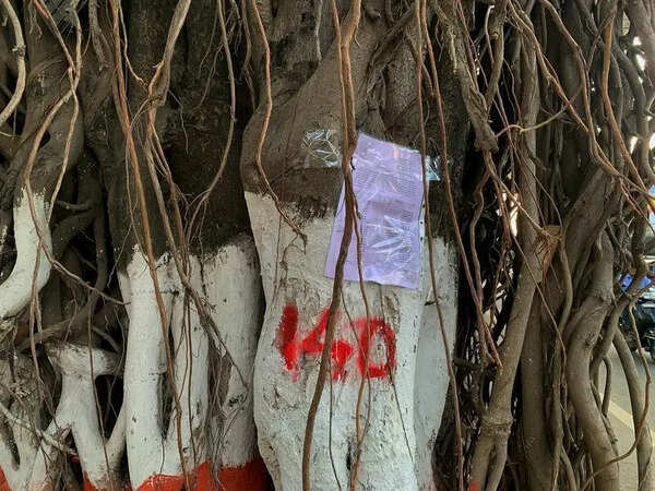 Axe looms over more than 500 trees on University-Ganeshkhind Road