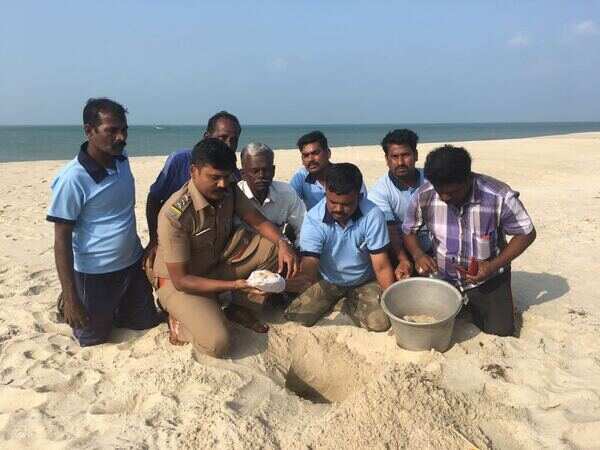 Wildlife officials in Ramanathapuram recover 1,489 turtle eggs on a single day