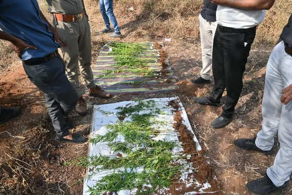 Ganja worth 1.76L seized in Vansda, one held