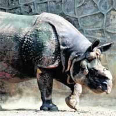 Shiva to leave Byculla zoo today
