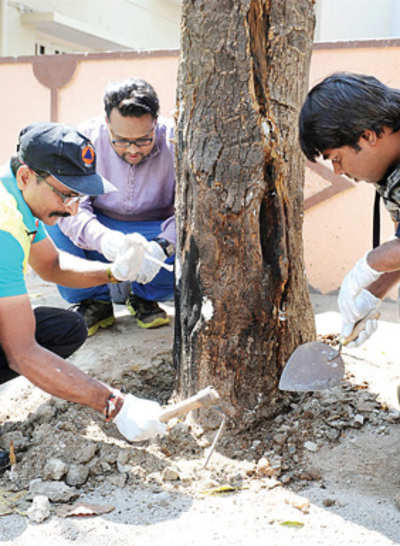 Awesome Treesome: Three heroes who revived two poisoned trees to life