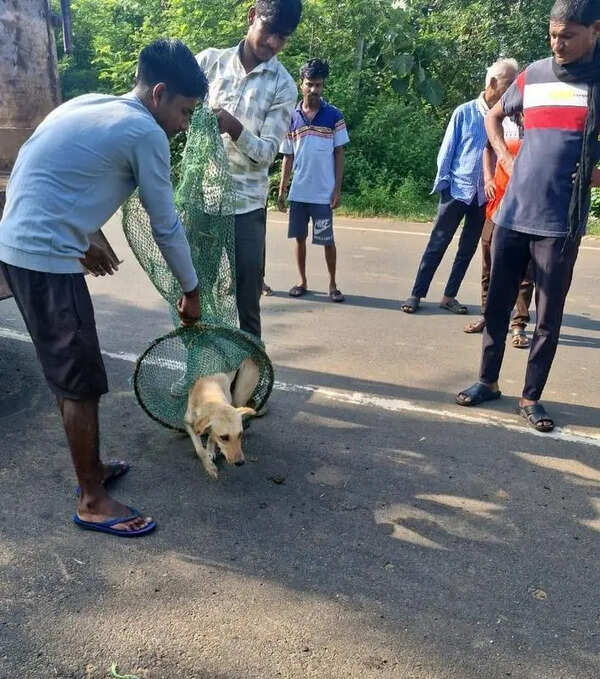 Tadoba scales up dog-control drive after NTCA alert