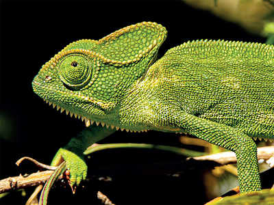 Story Behind The Photo: Cool chameleon