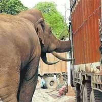 Stop! Pay '˜road tax' to Ramu Haathi