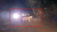 Watch how searchlights irritate tigers during night safari in MP 