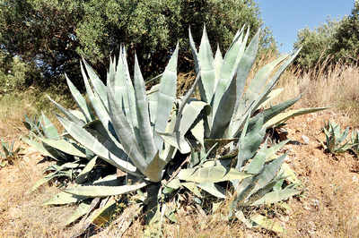 The greenskeeper: Agave my heart away