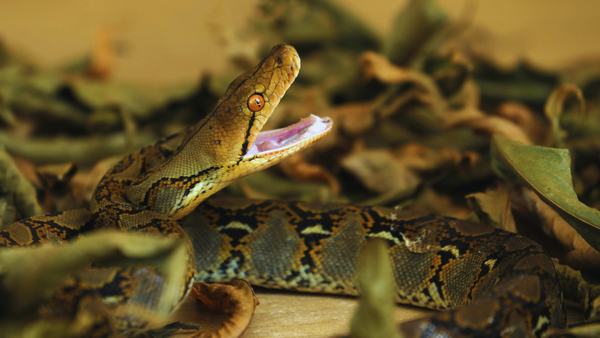 The temple that houses pythons, lets them go out to hunt, and welcomes them back