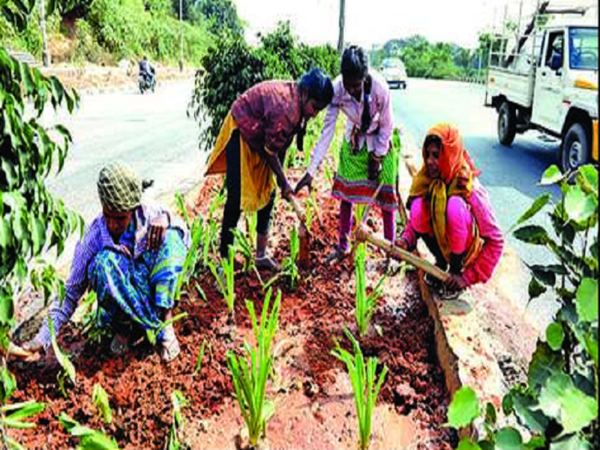 BBMP's green drive flounders; only 5.5 lakh of 10 lakh saplings planted