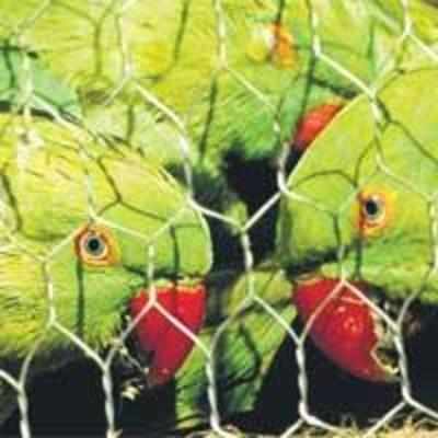 150 birds rescued at Bandra