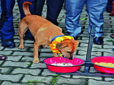 Food is served: 150 strays get hearty meal