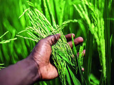 Families distraught as rice scheme halted