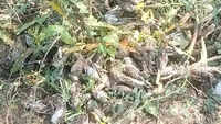 Massive hailstorm kills thousands of sparrows in Bhind villages