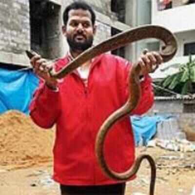 From tail of a rat to a 9-ft-6-inch snake