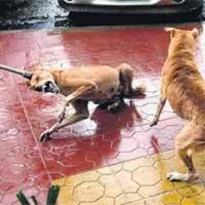BMC's rat killers to hunt for dogs too