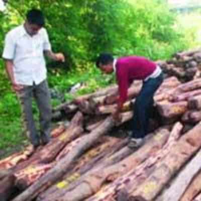 Abandoned truckload of red sandalwood found in New Panvel