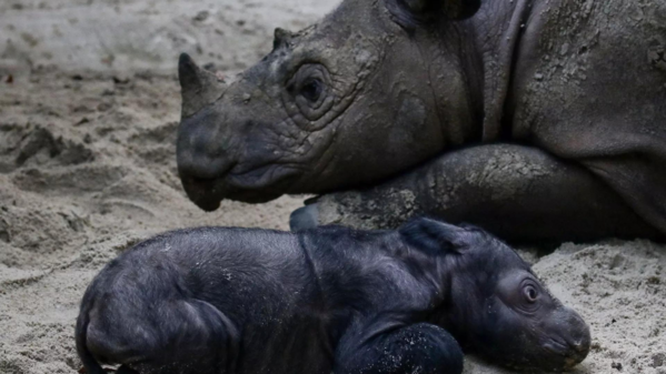 Newborn Sumatran rhino brings hope to species nearly hunted to extinction