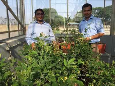 Pigeon pea genome re-sequencing to make superior and affordable