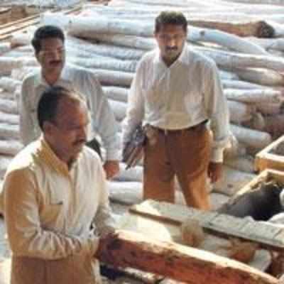 Rs 2.5 crore sandalwood haul