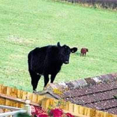 Cow jumps six feet onto owner's roof