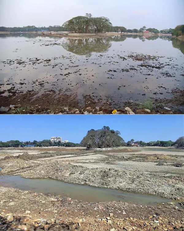 Rain check for Ulsoor Lake: Desilting hits pause amid ecological concerns