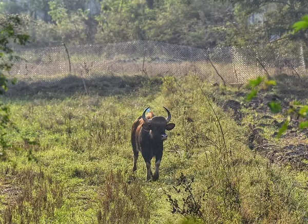Angry villagers lock forest dept office after Gaur attack