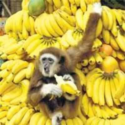 I rule this banana republic!