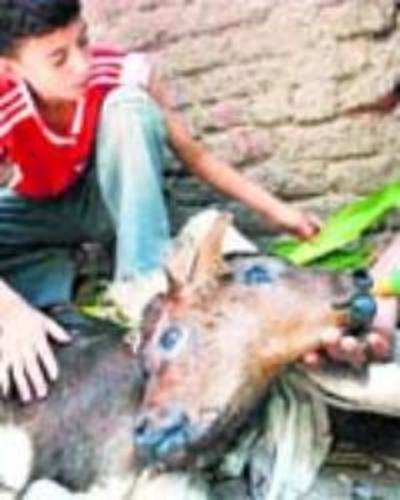 Two-headed calf born in Egypt