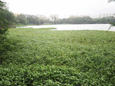 Powai Lake overrun by water hyacinth