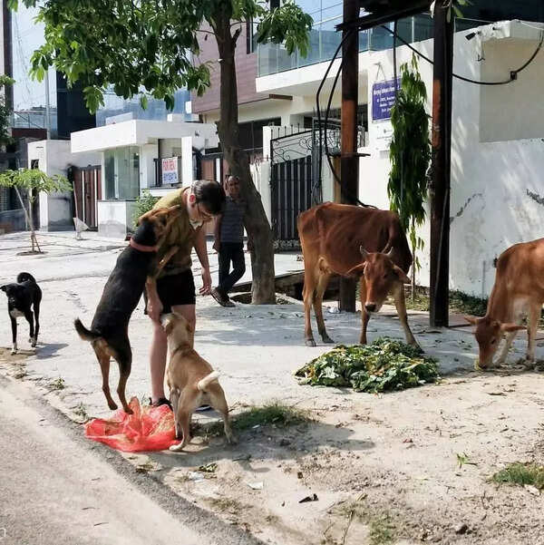 Noida to put up boards, map dog feeding spots