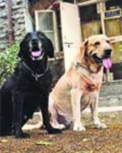 12 sniffer dogs get the pink slip