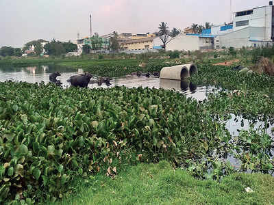 There is yet another polluted lake in city
