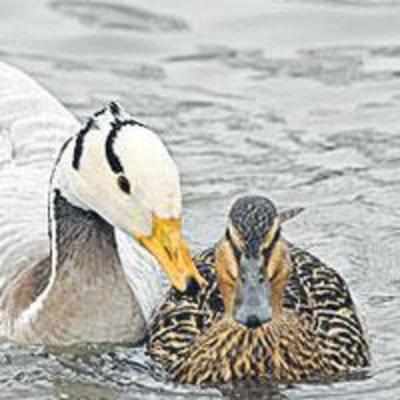 Opposites attract: Romantic goose tries to woo mallard duck