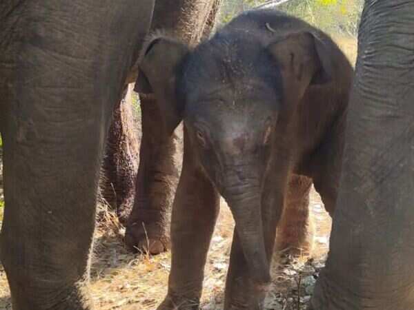 Bengaluru: Elephant calf named after Padma Shri recipient Tulsi Gowda
