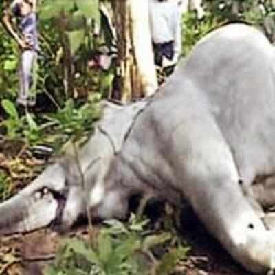Two jumbos die after eating poisoned grass