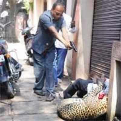 Leopard shot after tragic 8-hr drama