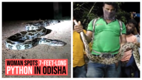 Odisha: Woman spots 7-feet-long python, rescued by snake helpline 