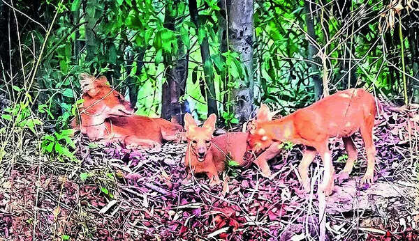 Endangered Indian dhole spotted with two pups at Debrigarh wildlife sanctuary